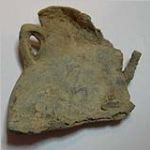 ampullae