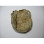 ampulla