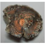 siliqua